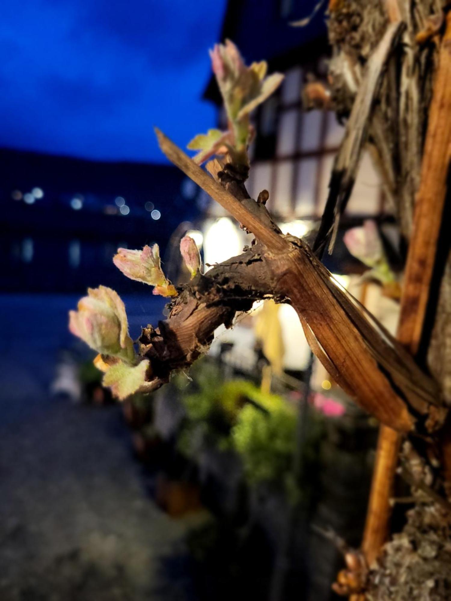 Hotel Restaurant Alte Stadtmauer Beilstein  Kültér fotó